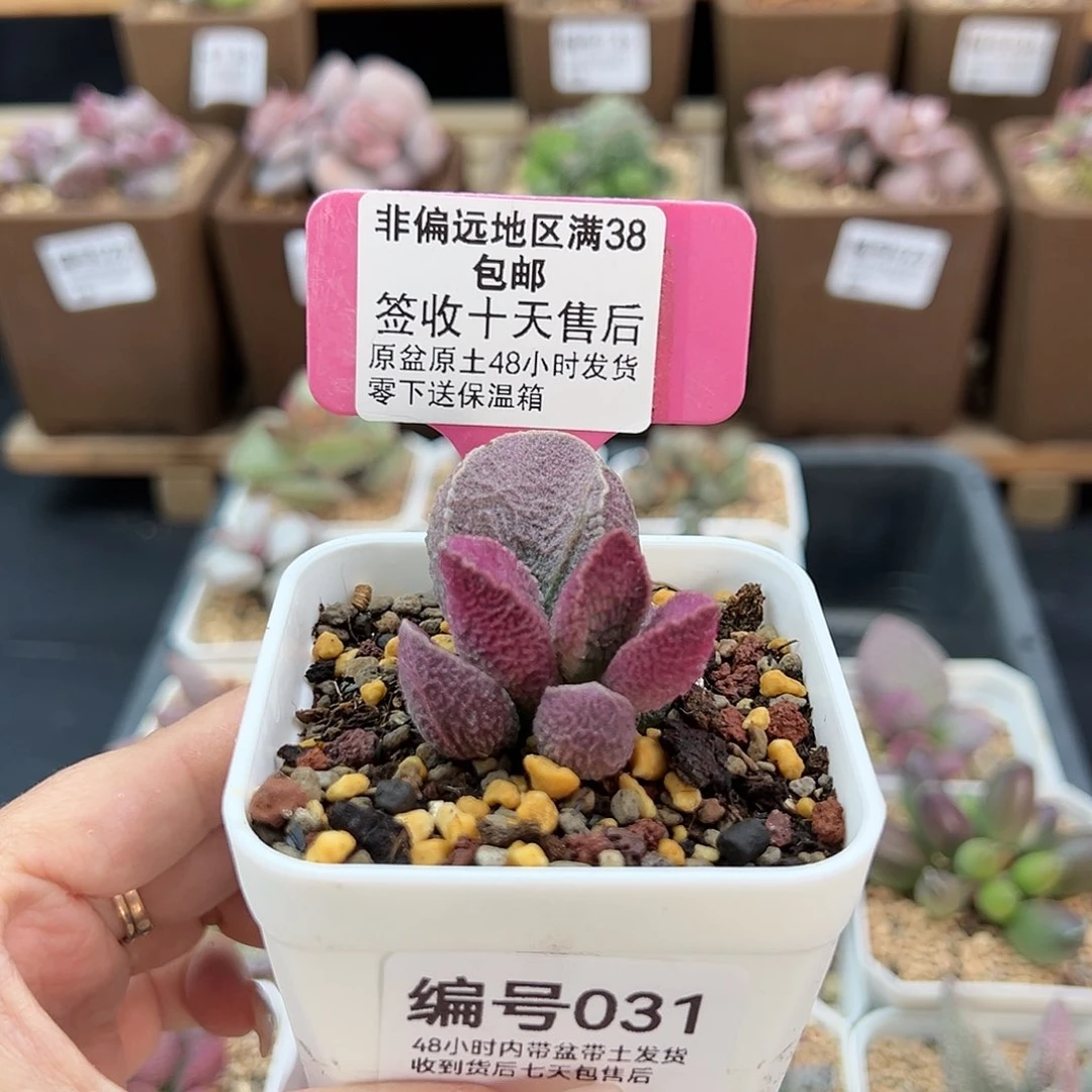 031哈默猪肝多肉植物