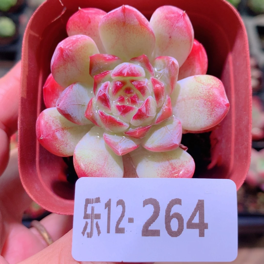 乐然12-264 白桃汽水