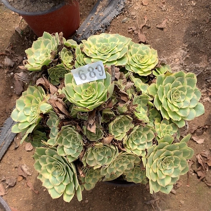 多肉植物金秋689号