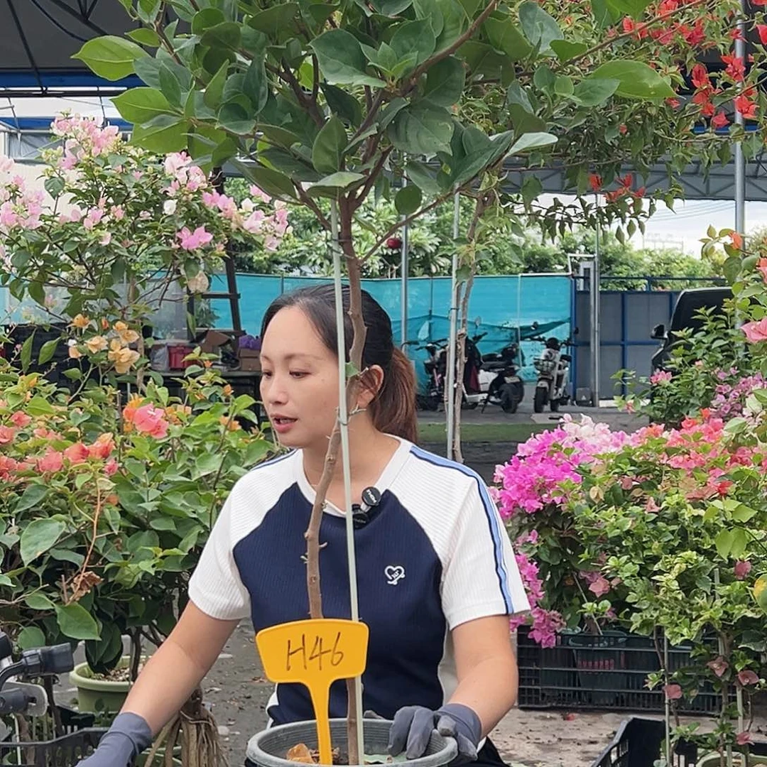 花***凉大部分花苞少量开放H46变色龙