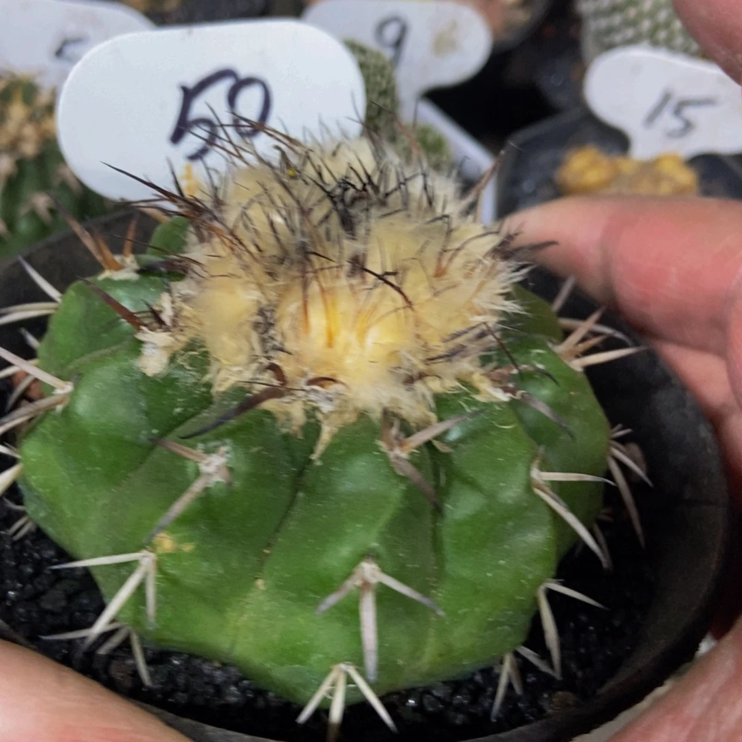 雪顶圆盘玉一物一拍