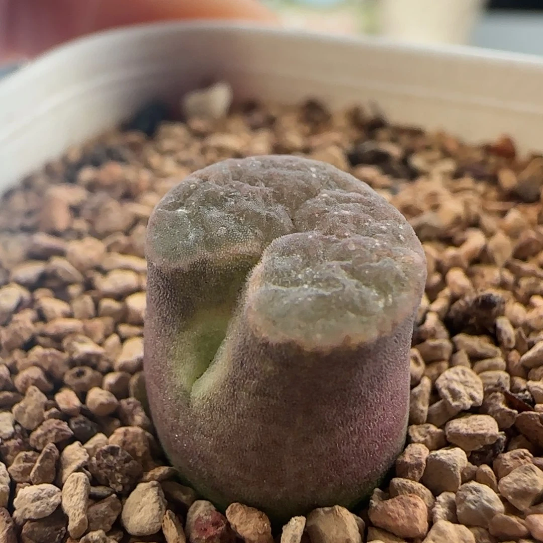 0455/侧开门ban'ke磁铁/