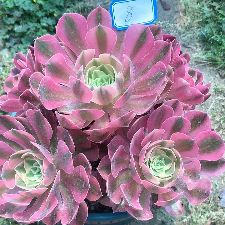 8女巫多肉植物保护