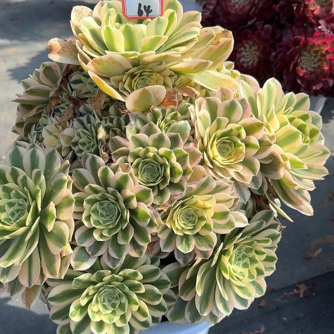 64迈巴赫多肉植物绿植