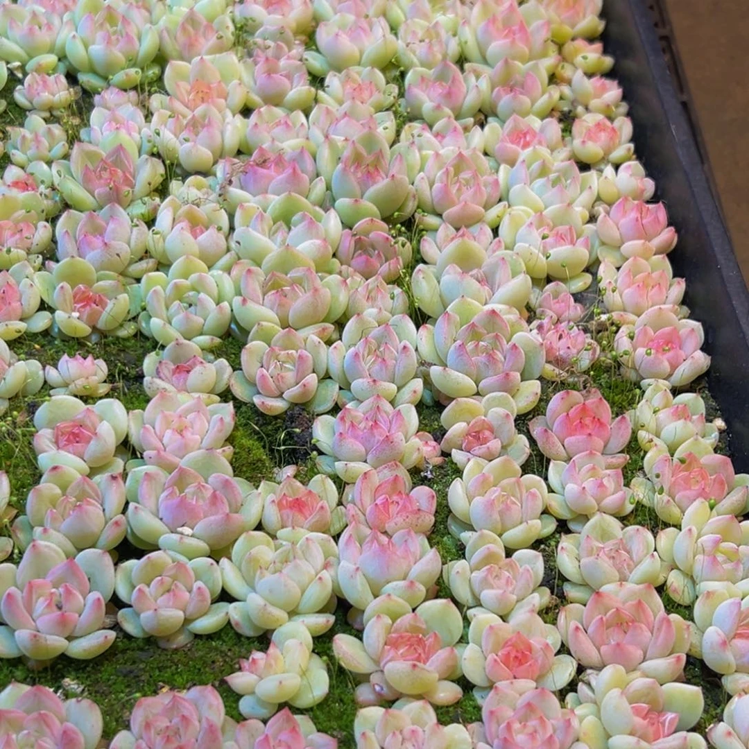 蔡***.869多肉葡萄的味道