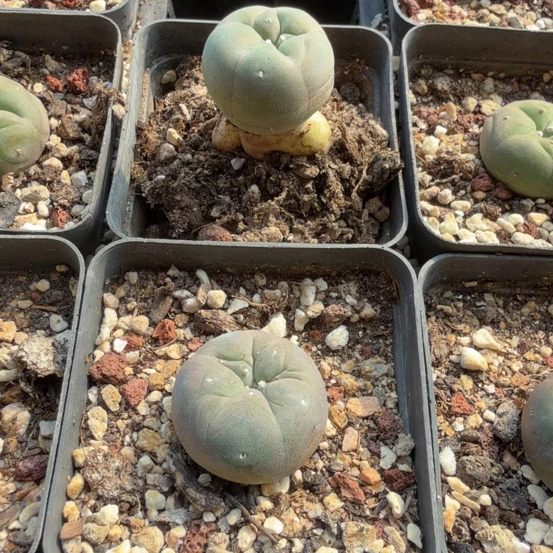 实生小鱼随机发多肉植物