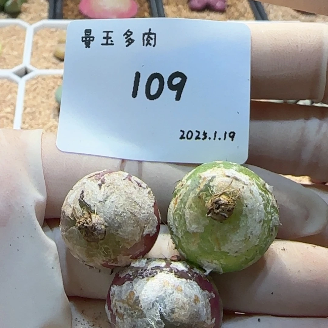 H***H多肉多肉多肉1.19-109 hhh