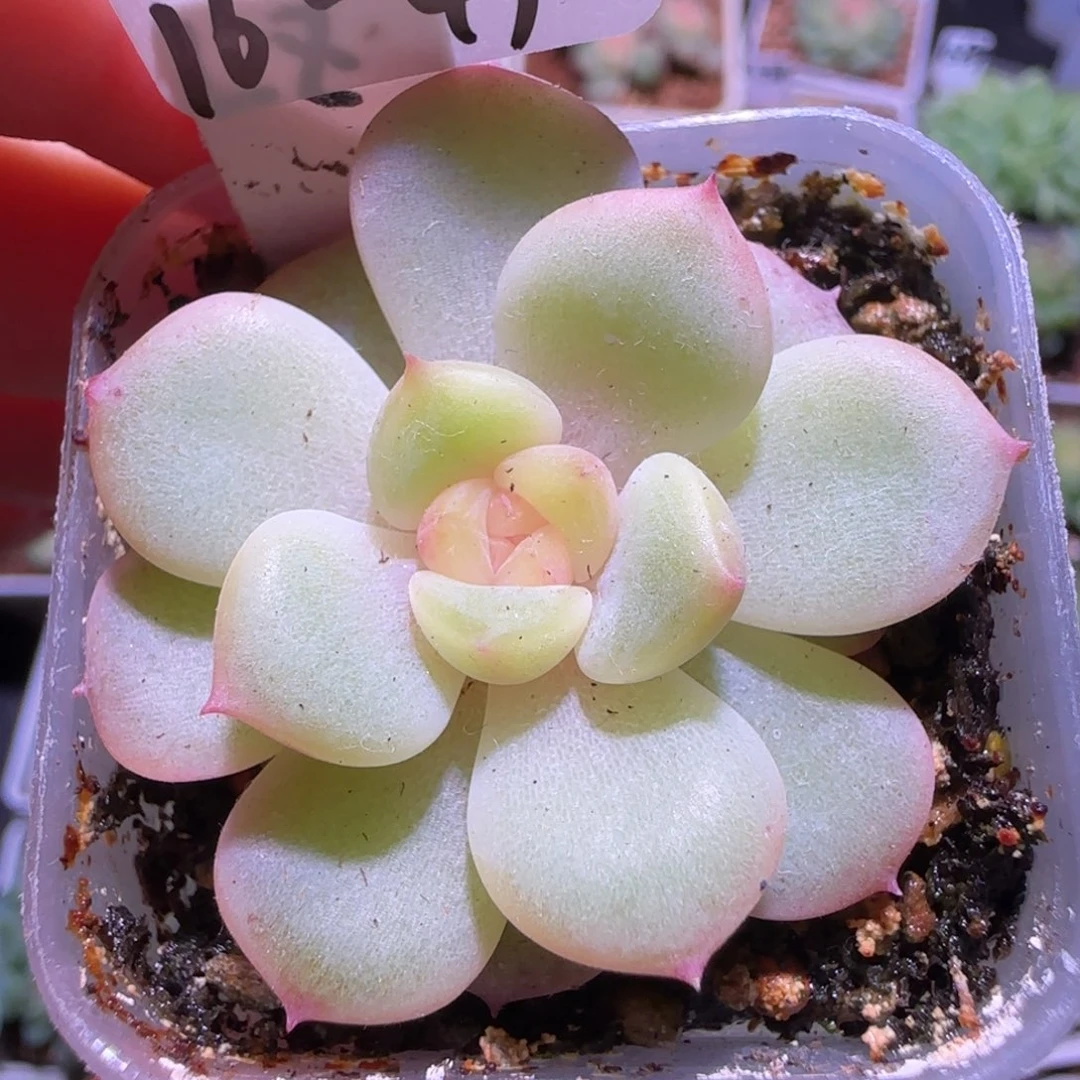 16-49福利甜心荔枝单头群生不包整