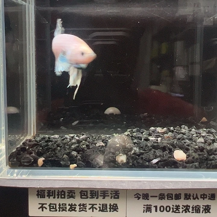 斗鱼跑单拉黑3日89