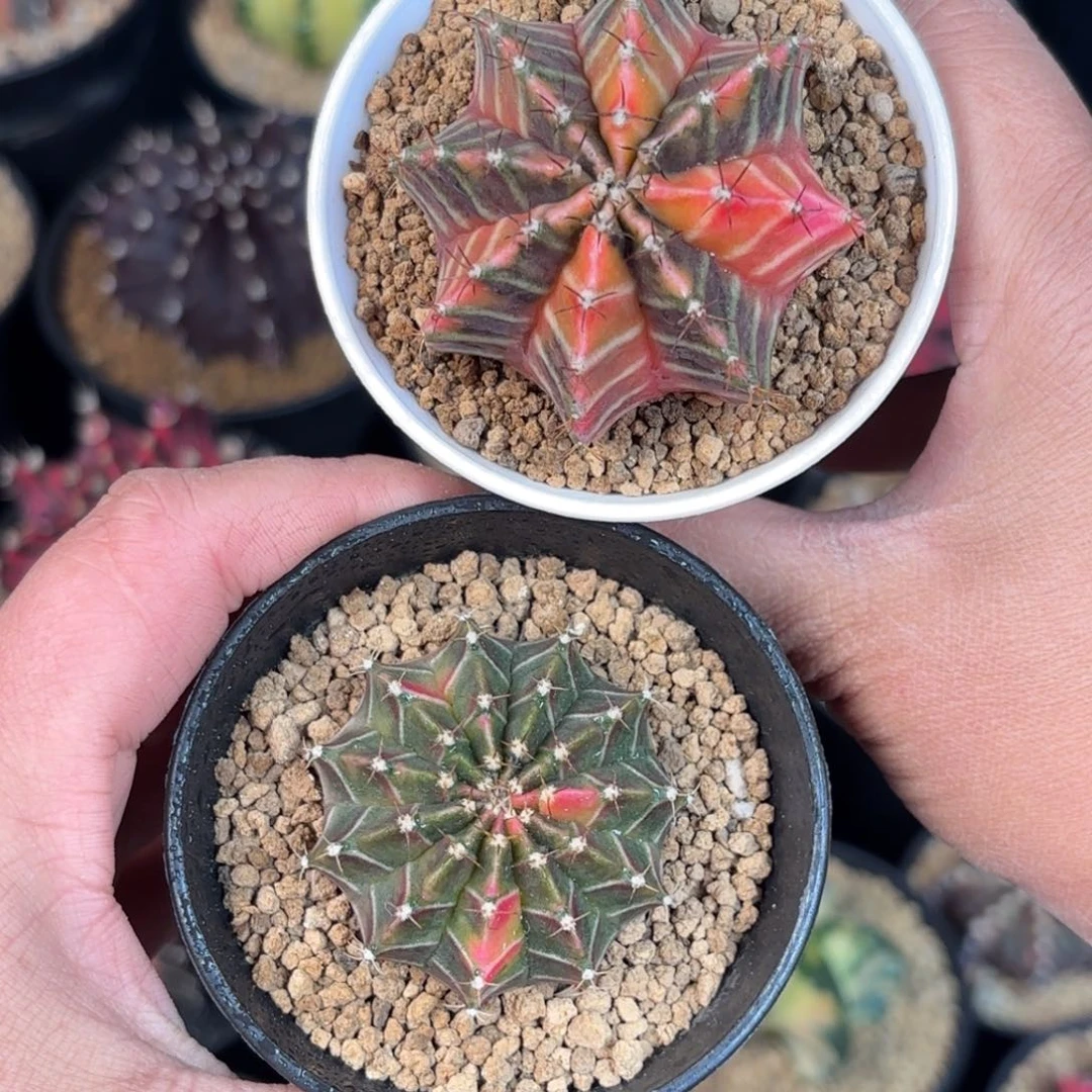 泰系米哈组合仙人球101