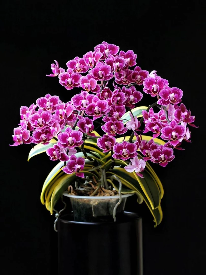 蝴蝶兰【1个花剑金边蔓越莓】特别爱张侧枝爆花机器