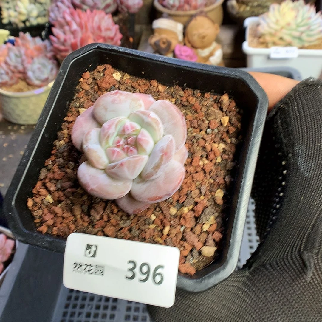 396星影多肉植物6666