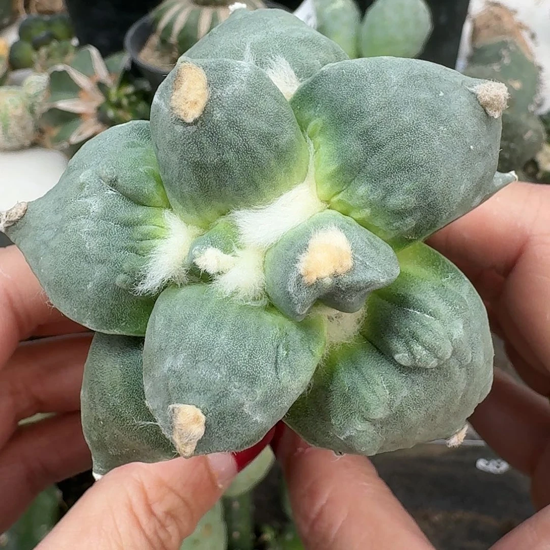 全部花朵大尤怒涛潜力股281