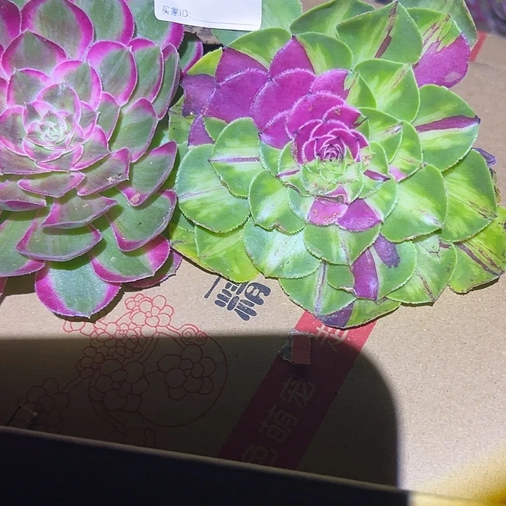 草***容精品多肉植物995砍头6个