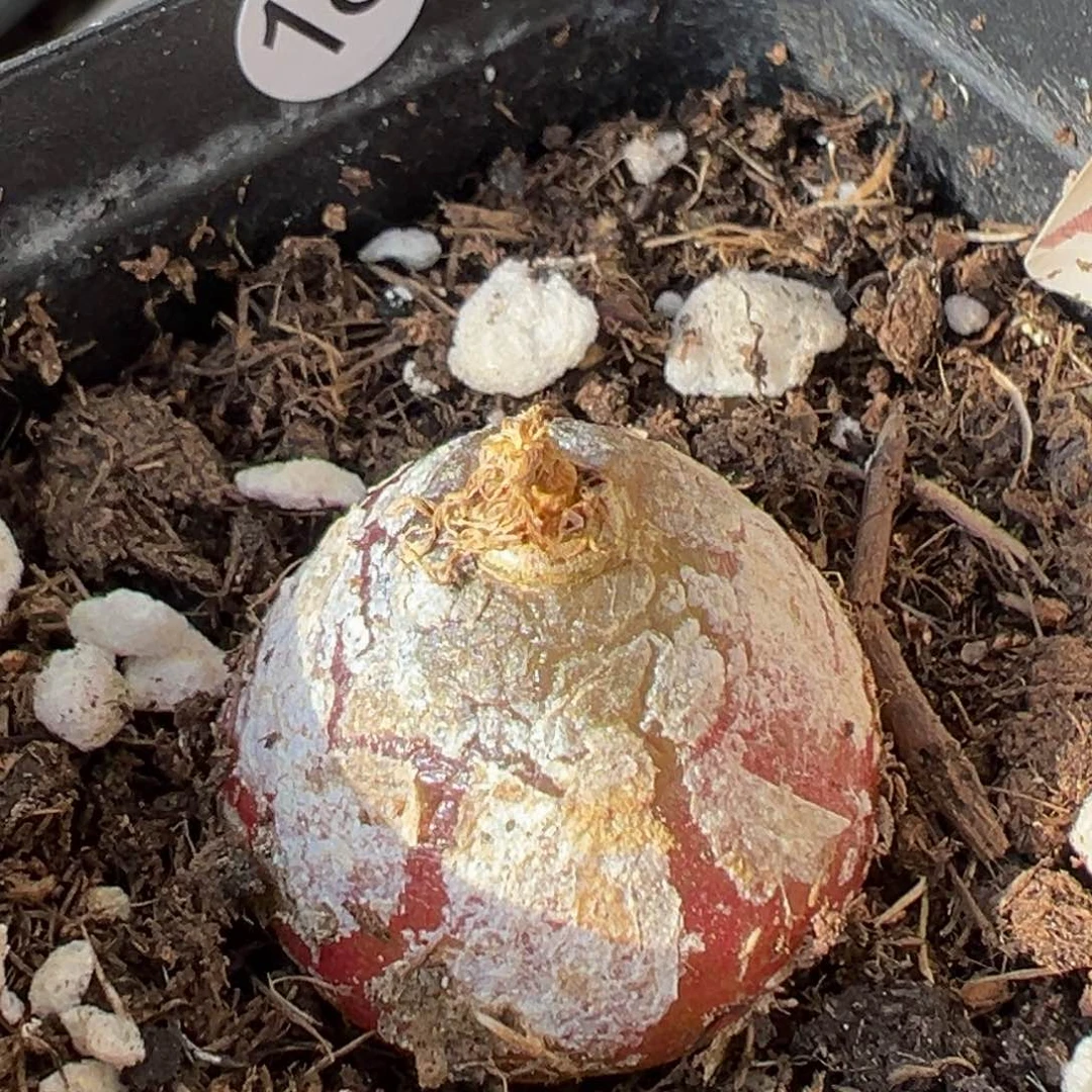 多肉植物111111111111111