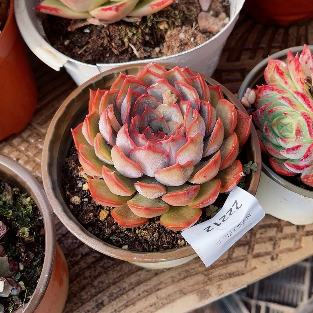 ^**.22212多肉植物