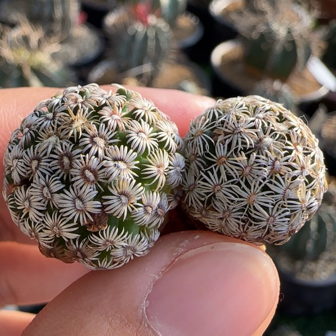 实生 克式丸仙人球