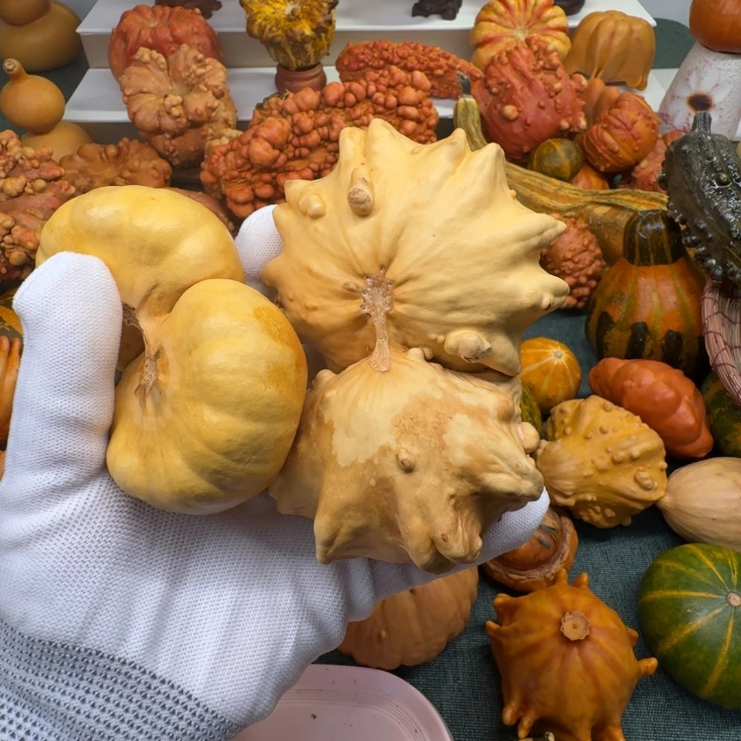 嘻***哈墨西哥葫芦瑕疵无售后