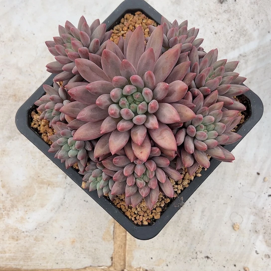 【闪购商品】红蜻蜓手捧