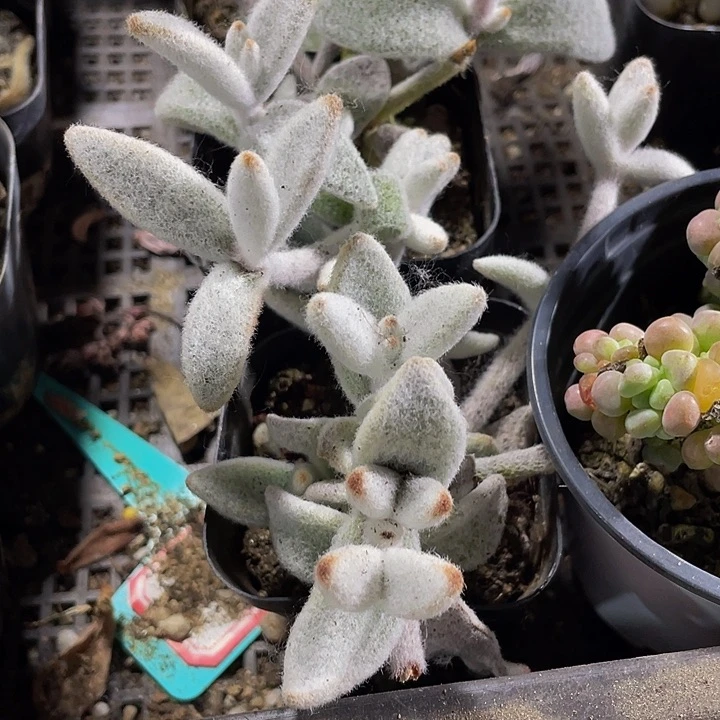 大白兔2.8带盆土发