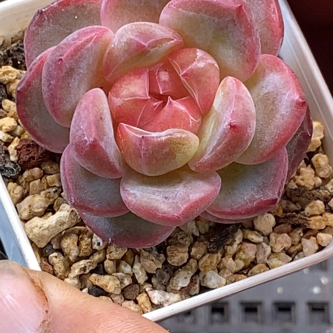 天官赐福百无禁忌