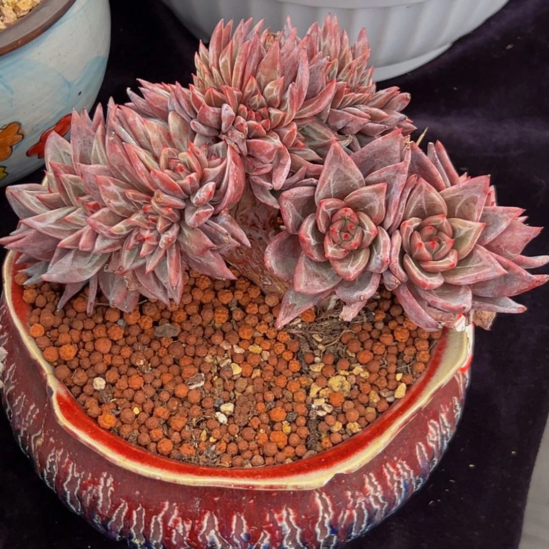 肖****新年快乐 新年快乐