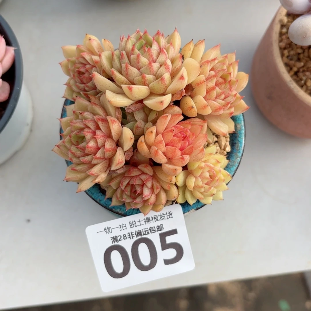 苯吧老桩无盆土发货