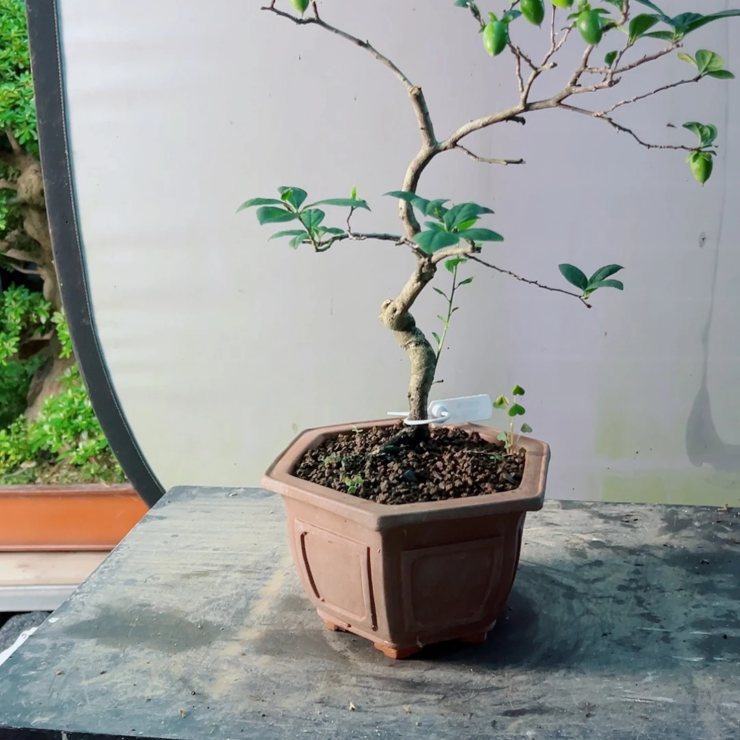 风***者无花朵盆景皋月老鸭3577