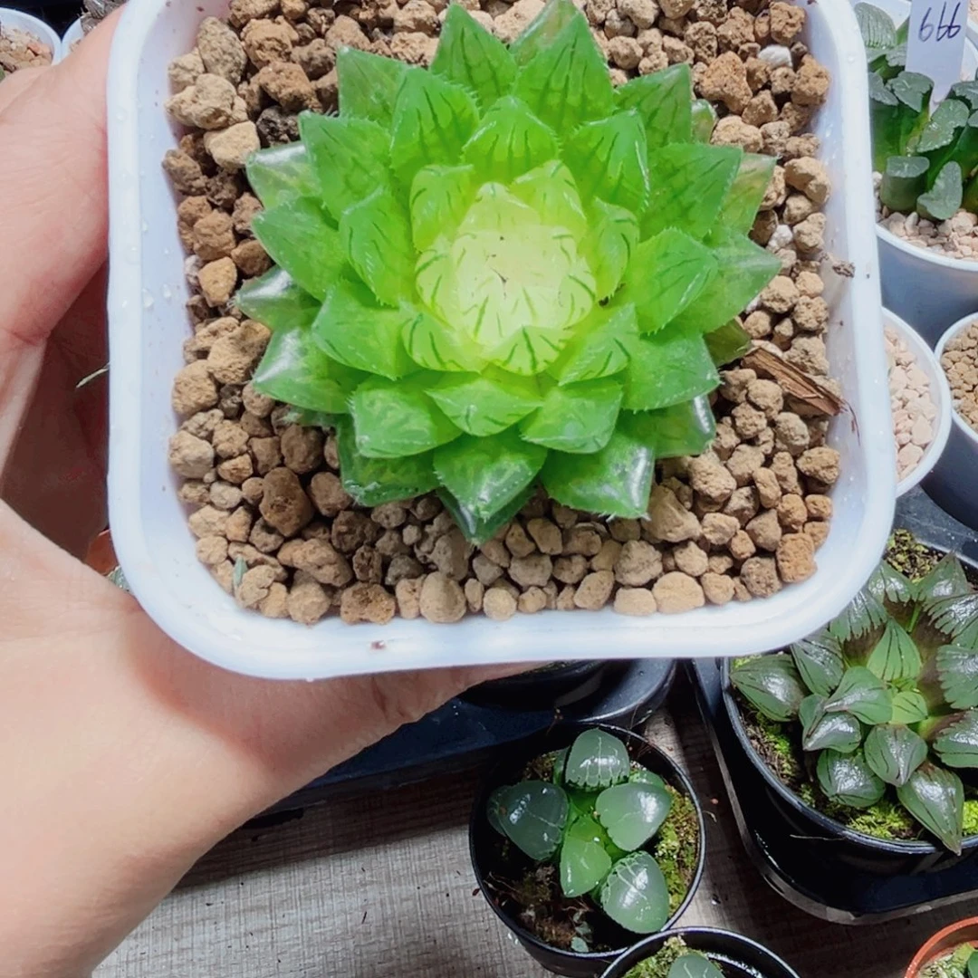 白莲花多肉植物66666