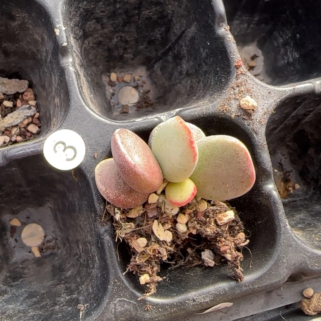 仙桃水泡多肉植物3