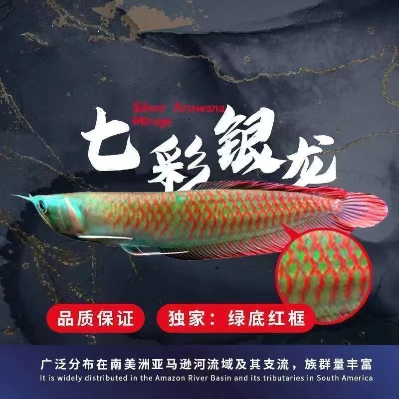 马来西亚纯血统七彩银龙观赏鱼