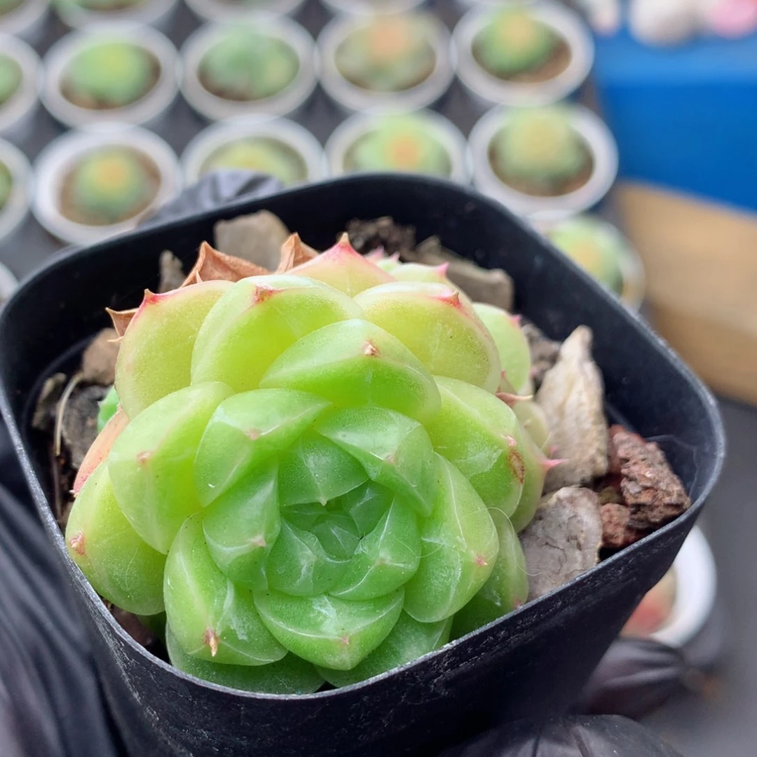 58包邮  群生不包整86