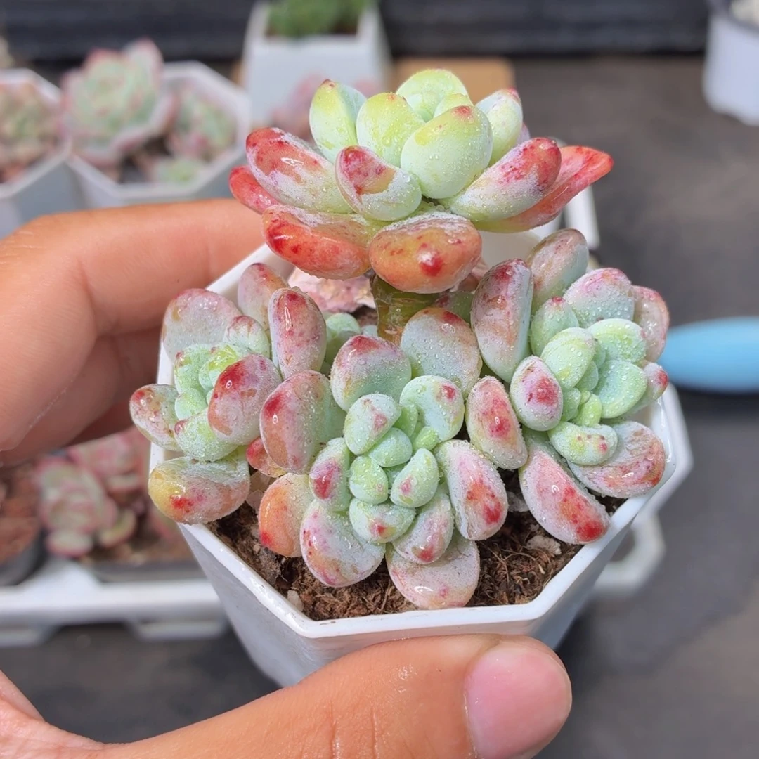 罗琦多肉9.9包邮发货