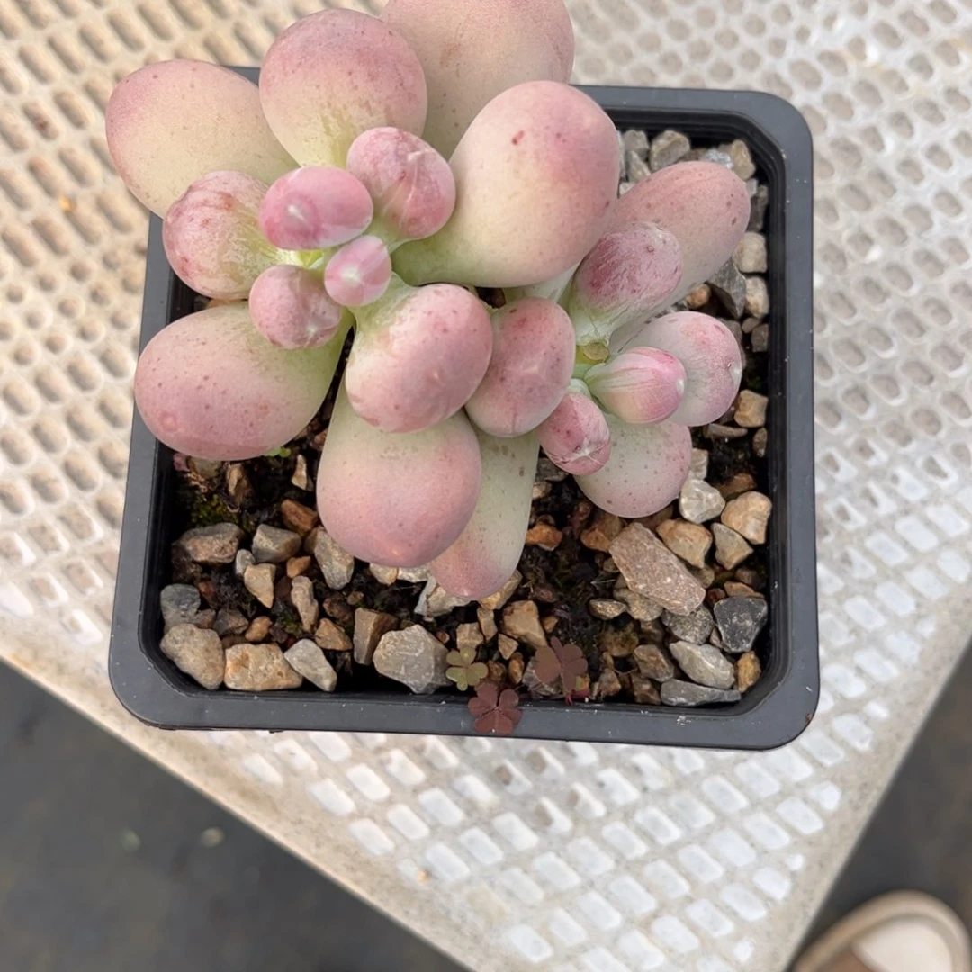 ?****天多肉植物多肉植物