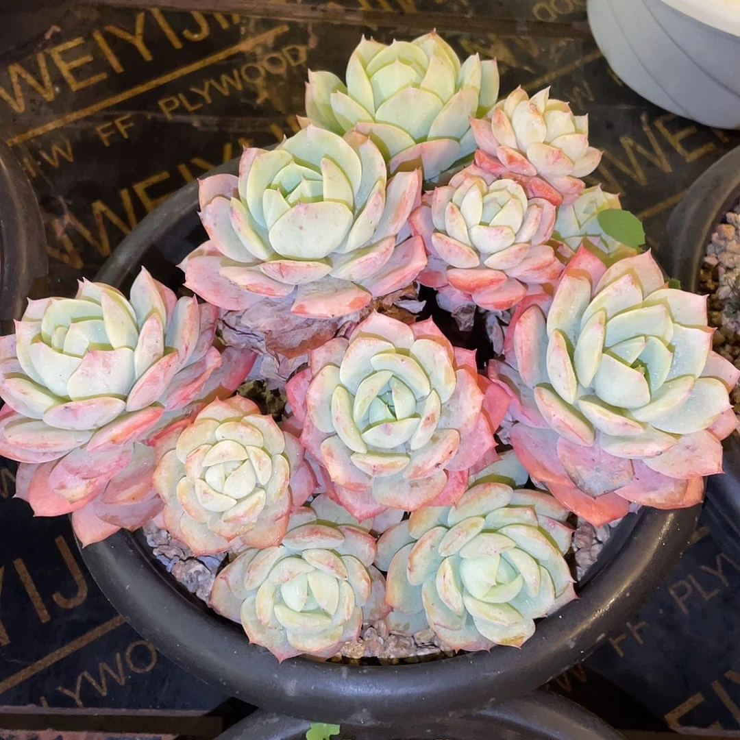 多肉植物一物一拍