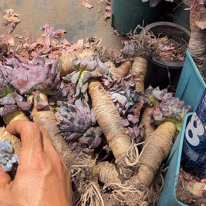 赫拉9.99多肉植物多肉有瓣