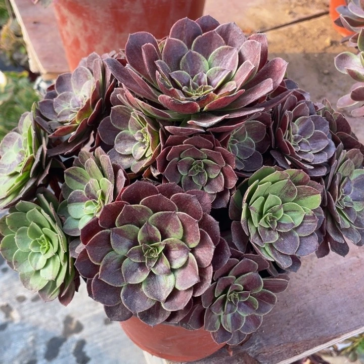 809花月夜精品法师多肉