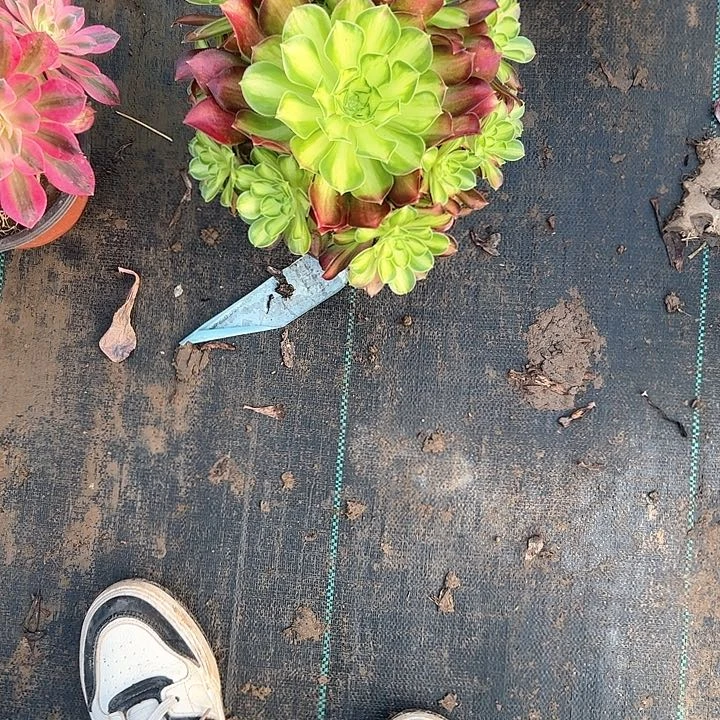 韶华多肉法师植物链接