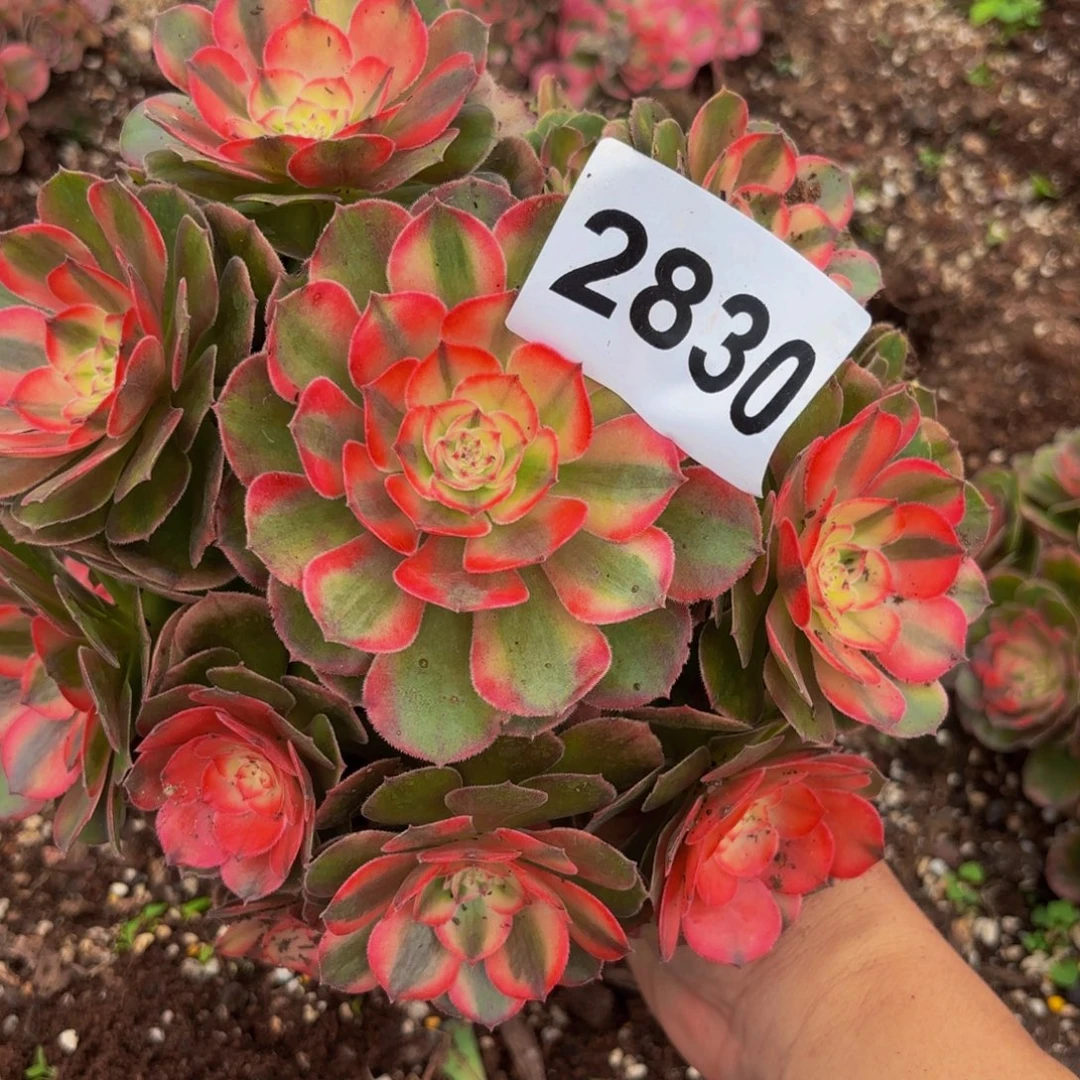 2830多肉植物荔枝