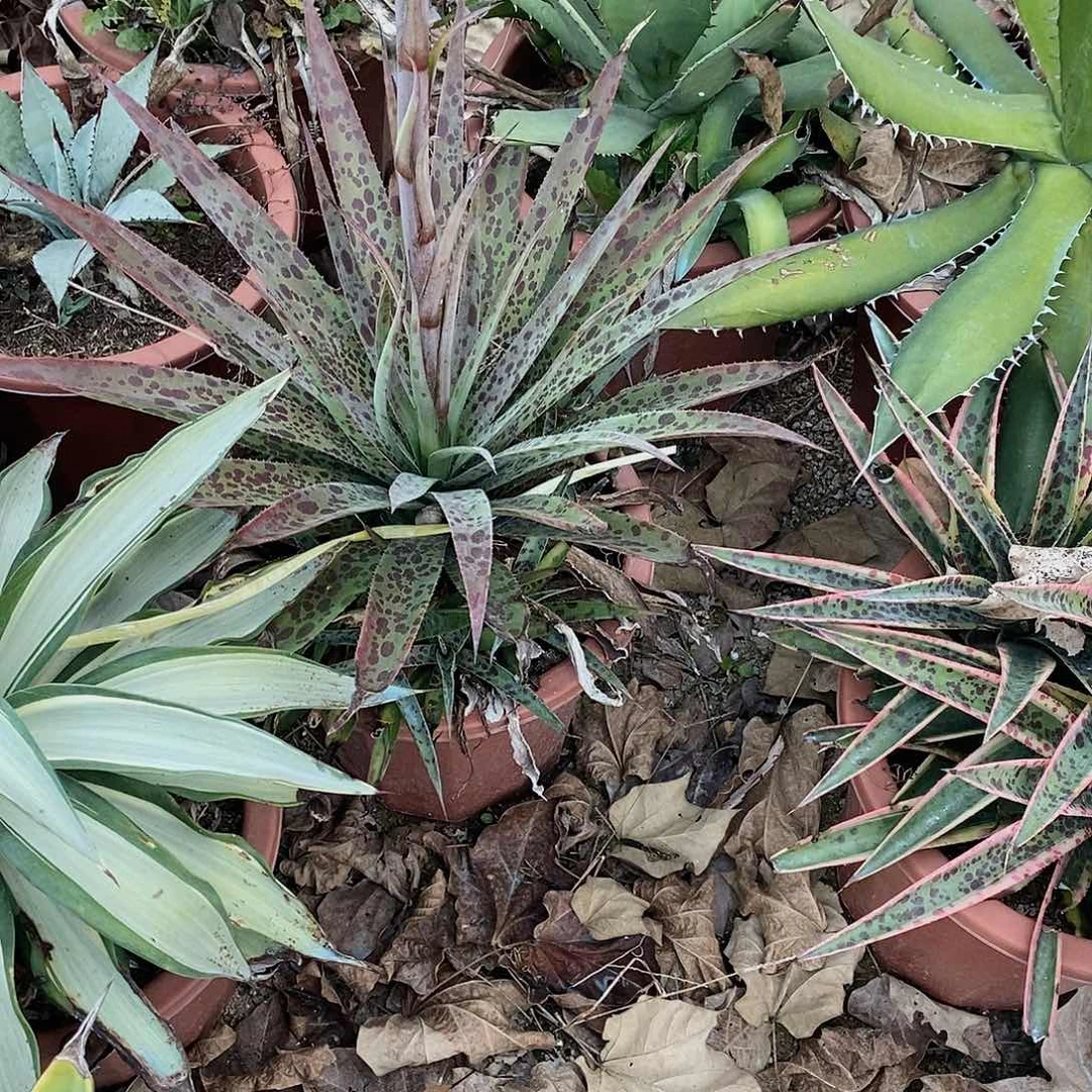 菠萝快递侧芽一颗