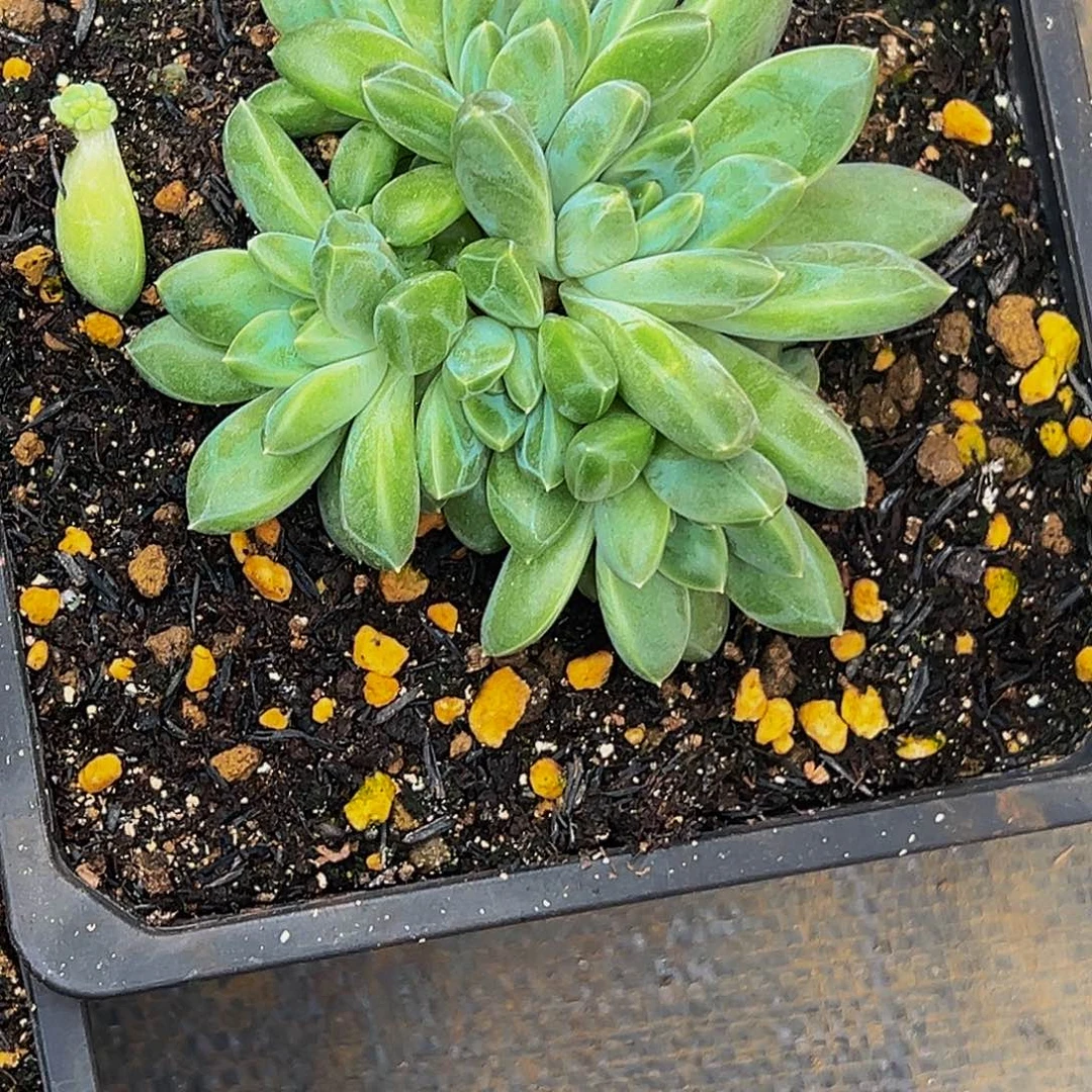 刘唯 雨花石 寄养111