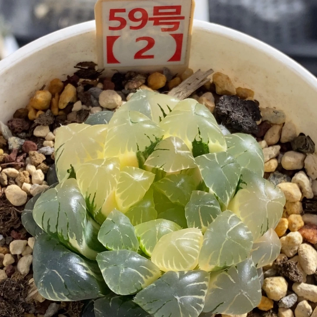 59号湖水玉露锦多肉