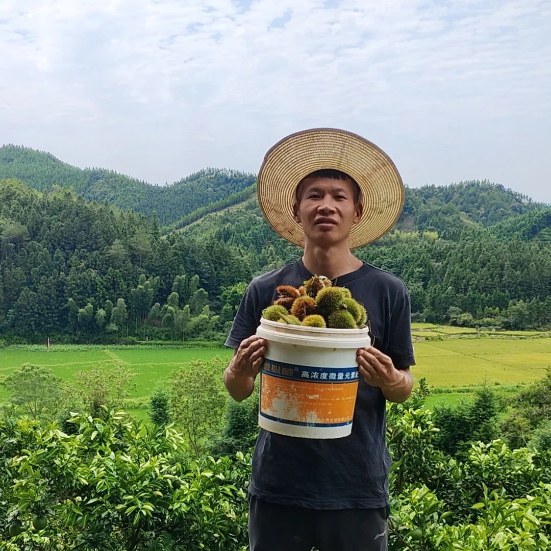 乡野路生 锥栗 农家 栗子