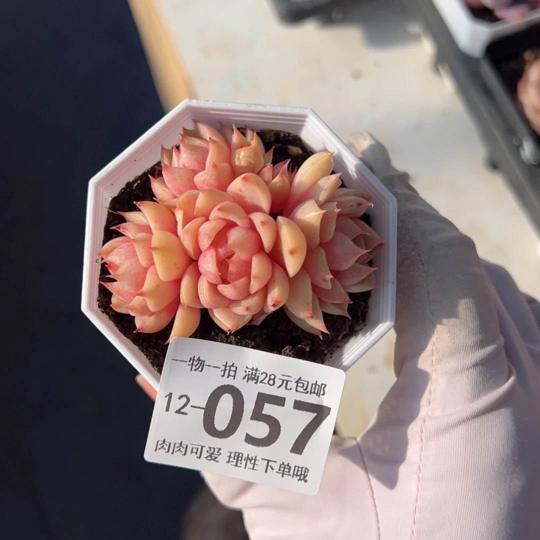 笨吧多肉多肉多肉多肉