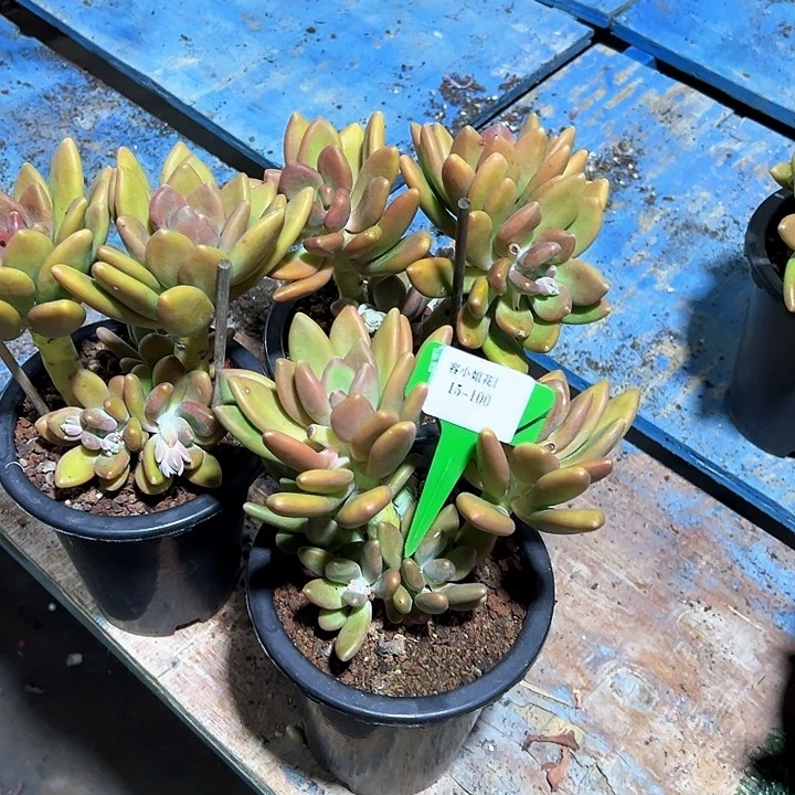 15.100南果奶一个脱土