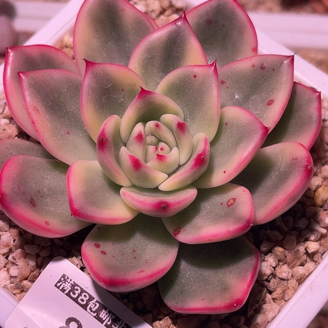 尚品园艺福利锦8364