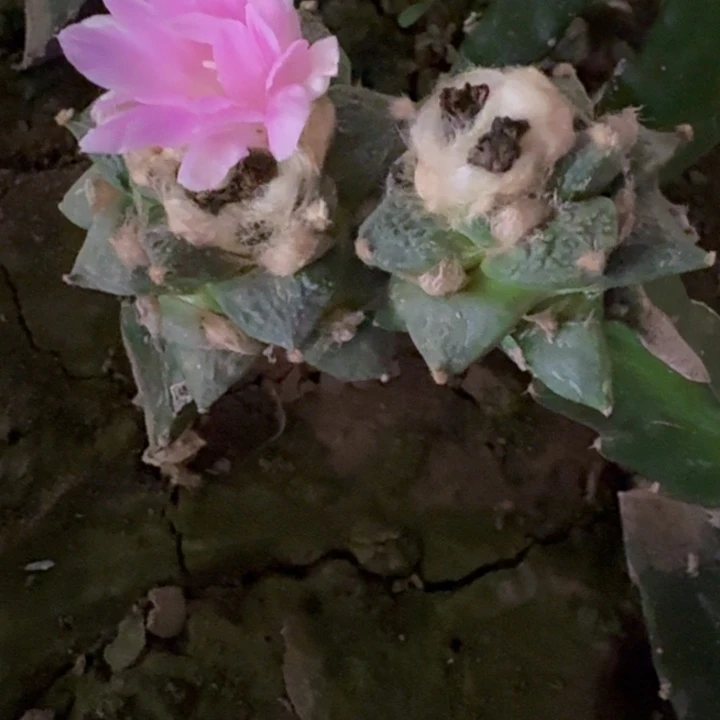 867两个翘尤怒涛牡丹