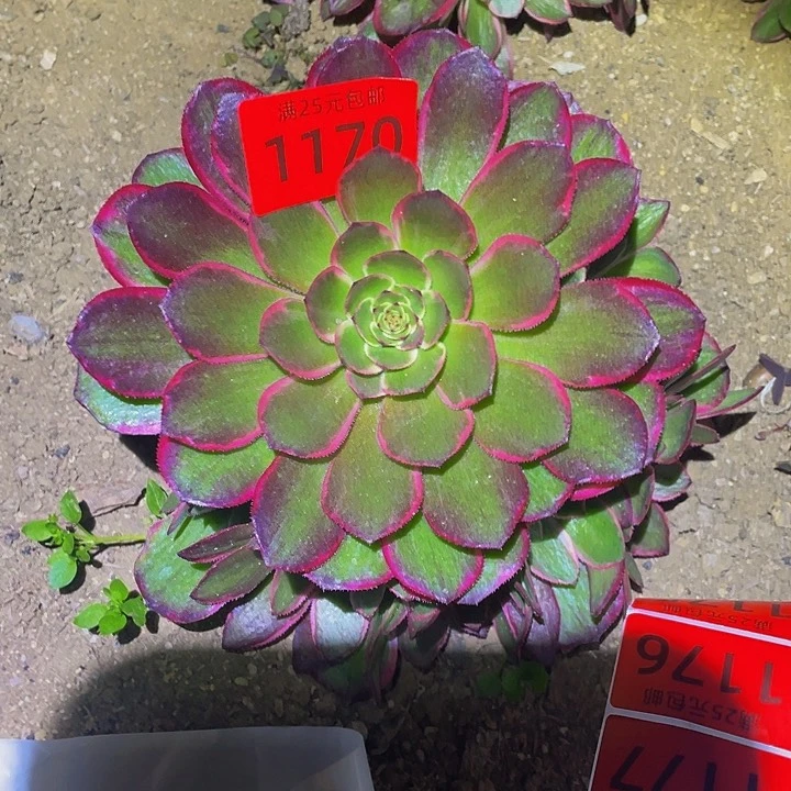 流*1170粉花妖多肉植物