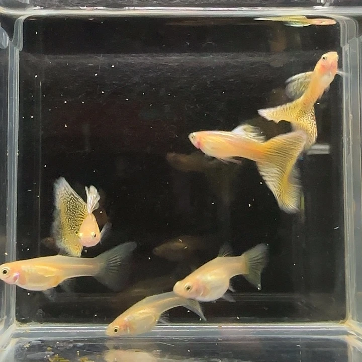 孔雀鱼黄化黄蛇3对