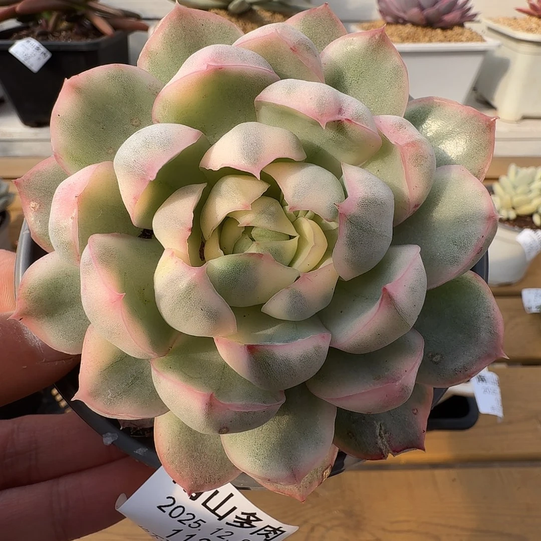 草莓蛋糕锦11128-113